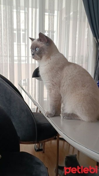 British Shorthair, Kedi  Pamuk fotoğrafı