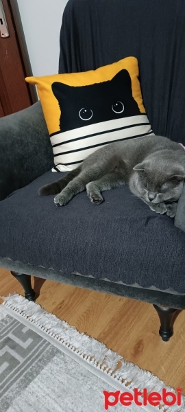 Scottish Fold, Kedi  Badem fotoğrafı