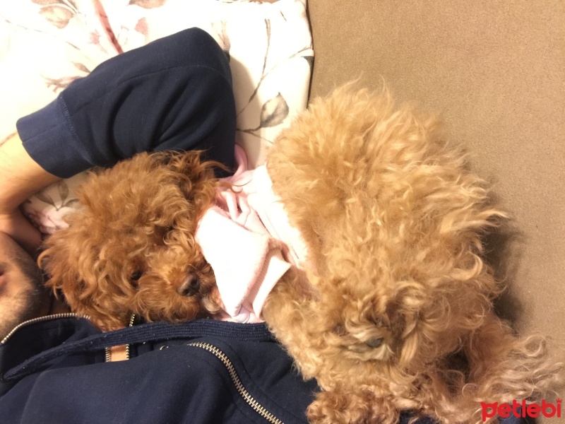 Poodle (Minyatür Kaniş), Köpek  Babi fotoğrafı