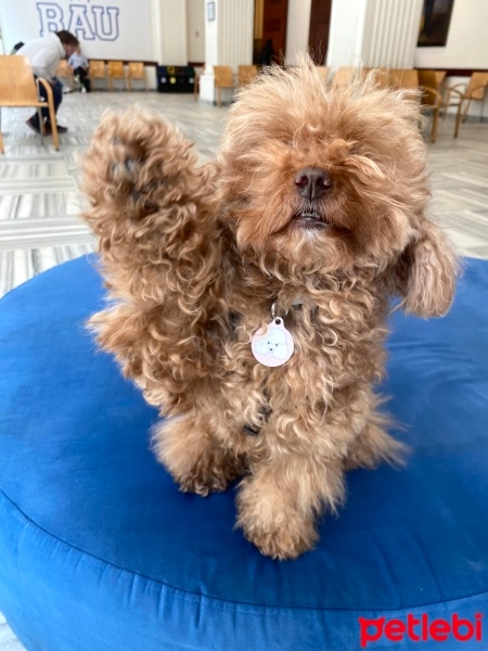 Poodle (Minyatür Kaniş), Köpek  Babi fotoğrafı