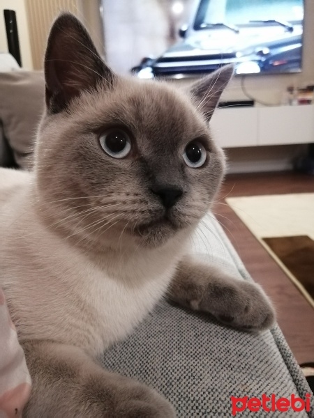 British Shorthair, Kedi  Bıdık fotoğrafı