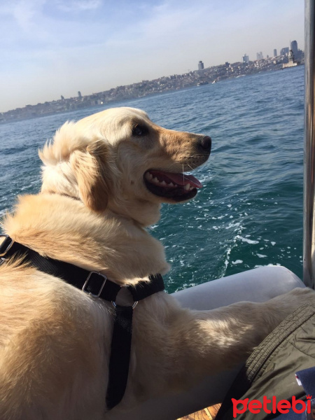 Golden Retriever, Köpek  Sony fotoğrafı