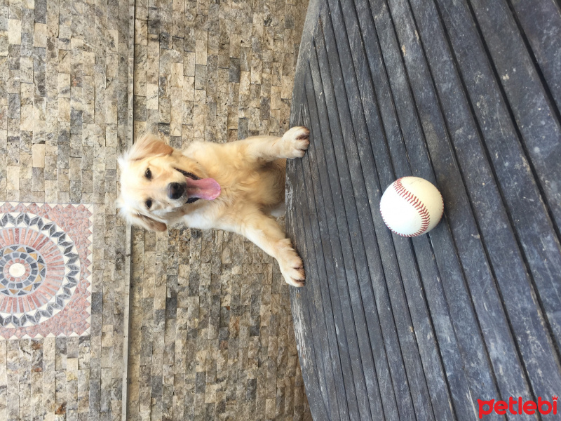 Golden Retriever, Köpek  Sony fotoğrafı