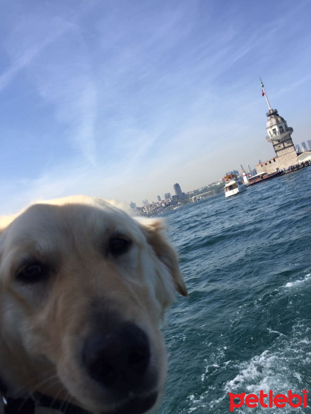 Golden Retriever, Köpek  Sony fotoğrafı