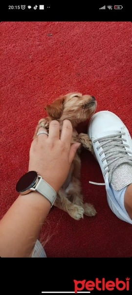 Amerikan Cocker Spaniel, Köpek  Alice fotoğrafı