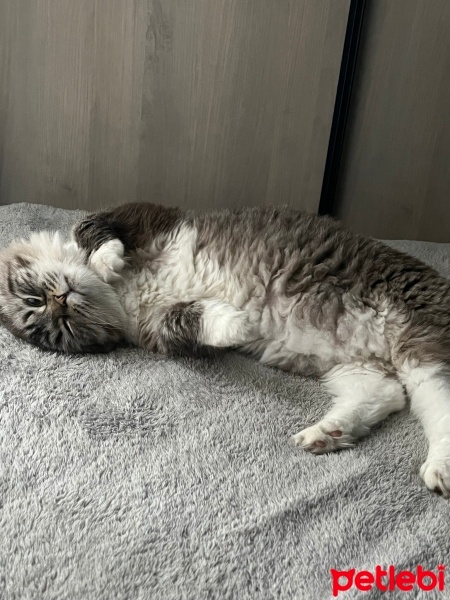 Sibirya Kedisi, Kedi  Uslu fotoğrafı