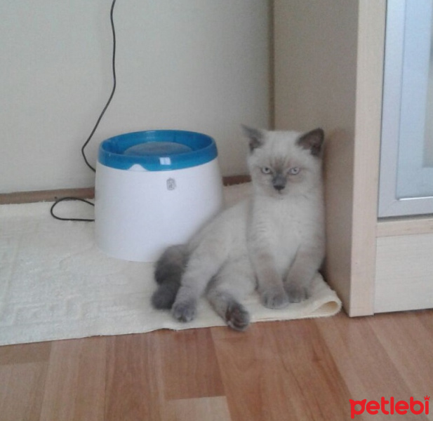 British Shorthair, Kedi  Arthur  fotoğrafı