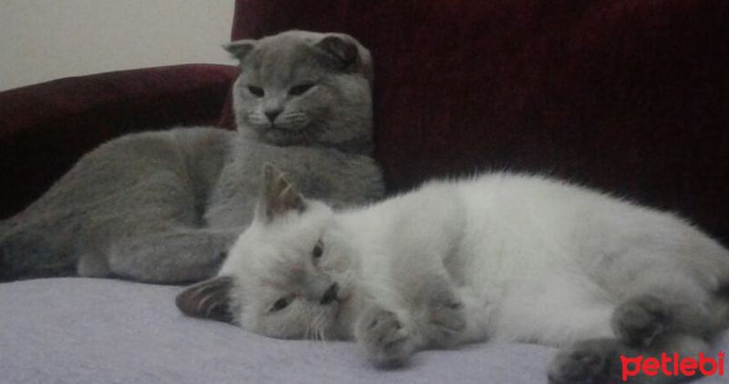 British Shorthair, Kedi  Arthur  fotoğrafı