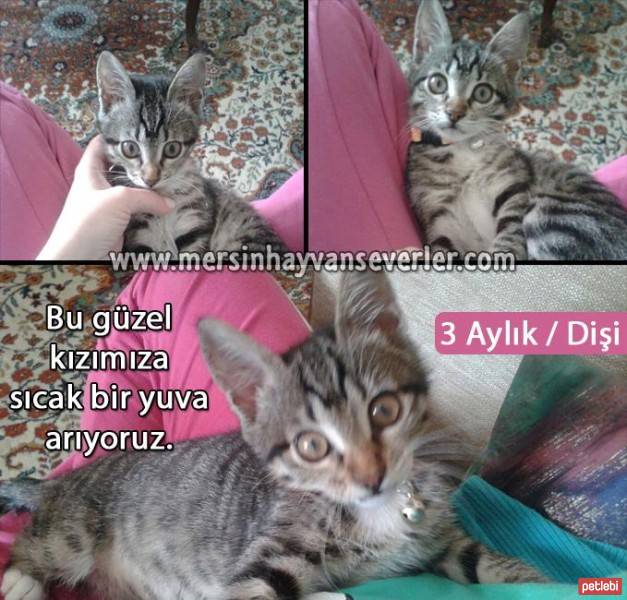 Tekir Kedi, Kedi  cimcik fotoğrafı