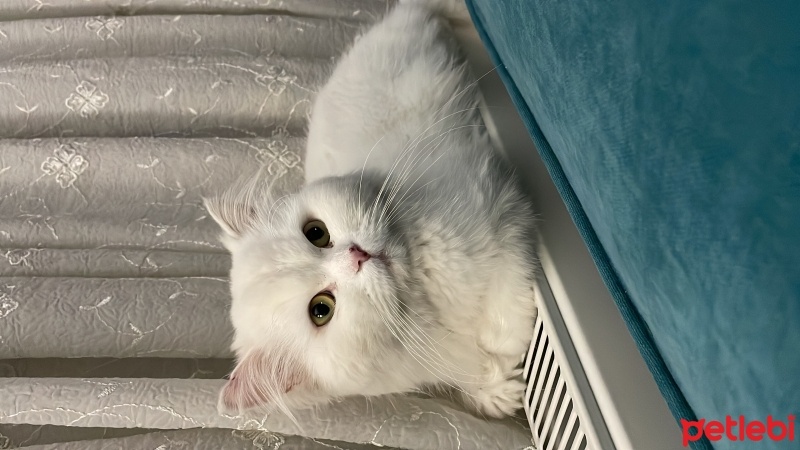 British Longhair, Kedi  Bulut fotoğrafı