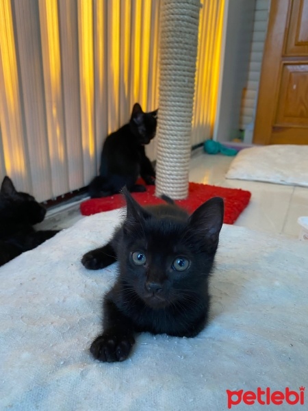 Tekir Kedi, Kedi  Bıdık fotoğrafı