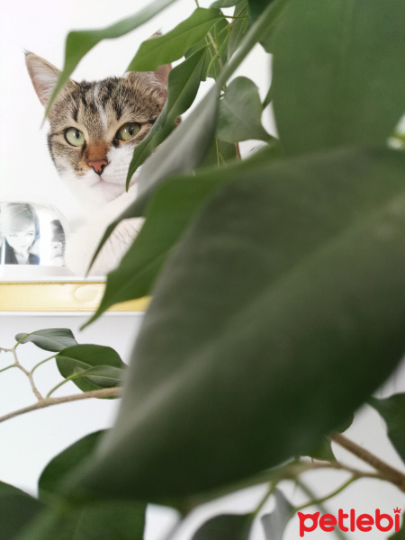 Tekir Kedi, Kedi  fındık fotoğrafı