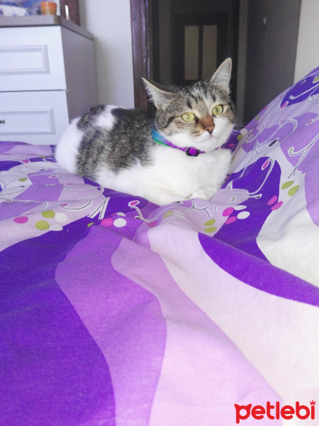 Tekir Kedi, Kedi  fındık fotoğrafı