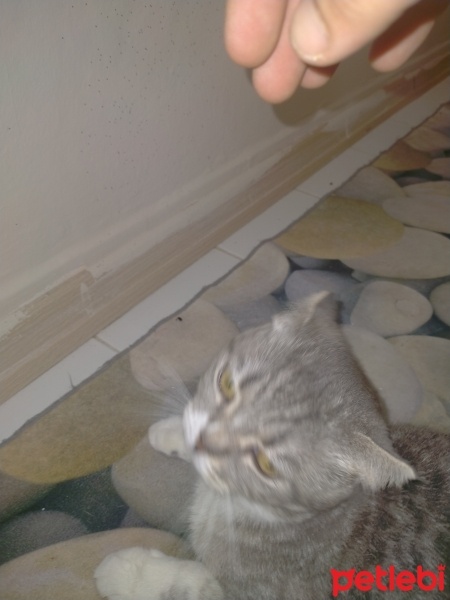 Scottish Fold, Kedi  Bihter fotoğrafı