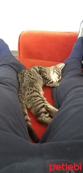 Tekir Kedi, Kedi  Kayron fotoğrafı