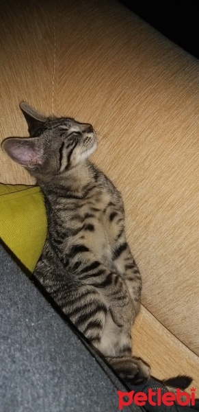 Tekir Kedi, Kedi  Kayron fotoğrafı