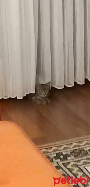 Tekir Kedi, Kedi  Kayron fotoğrafı
