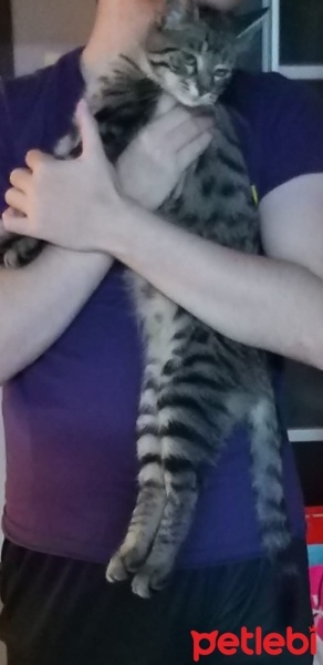 Tekir Kedi, Kedi  Kayron fotoğrafı