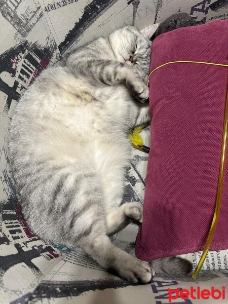 British Shorthair, Kedi  Leo Tatlıpati fotoğrafı