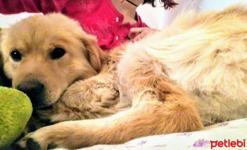 Golden Retriever, Köpek  şerafettin fotoğrafı