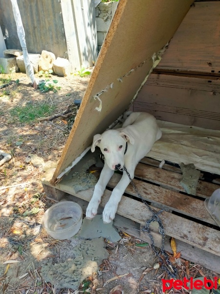Dogo Arjantin, Köpek  Liya fotoğrafı