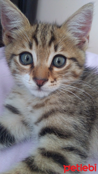 Tekir Kedi, Kedi  Gece fotoğrafı