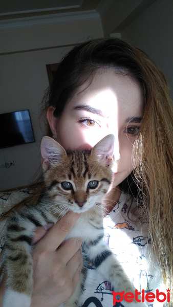 Tekir Kedi, Kedi  Gece fotoğrafı
