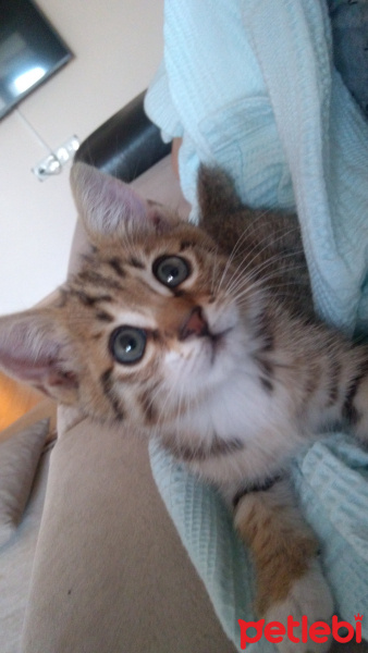 Tekir Kedi, Kedi  Gece fotoğrafı