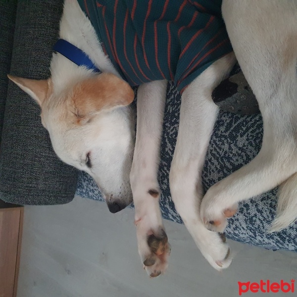 Labrador Retriever, Köpek  Gofret fotoğrafı