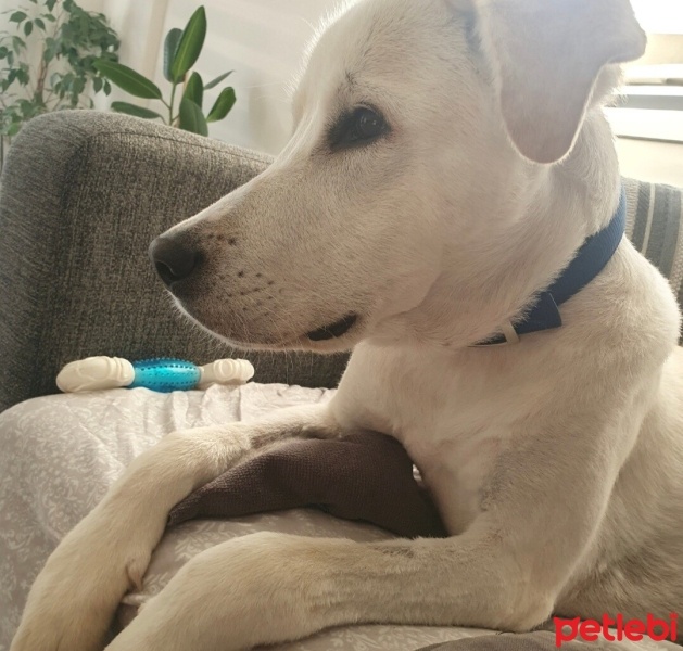 Labrador Retriever, Köpek  Gofret fotoğrafı