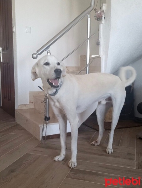 Labrador Retriever, Köpek  Gofret fotoğrafı