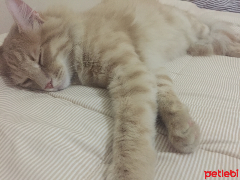 Honey Bear, Kedi  LATTE fotoğrafı