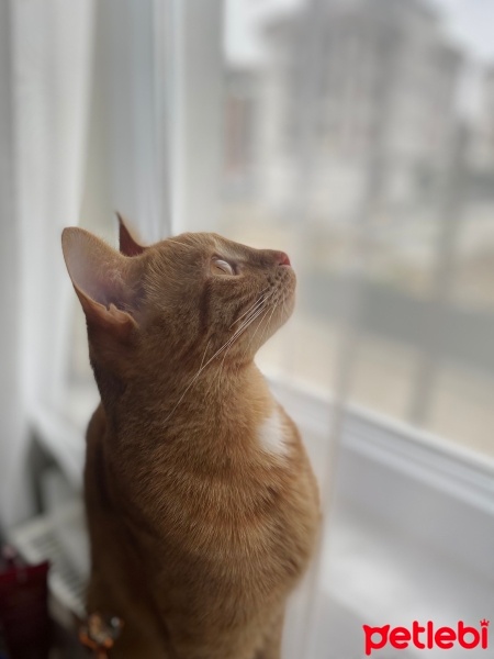 Sarman, Kedi  Minnoş fotoğrafı