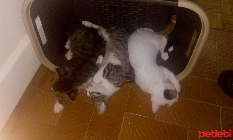 Soke, Kedi  dost fotoğrafı