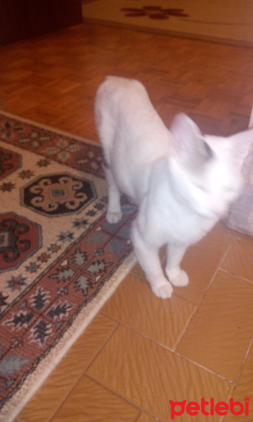 Soke, Kedi  dost fotoğrafı