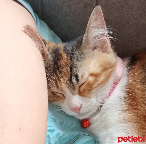 Tekir Kedi, Kedi  Boncuk fotoğrafı