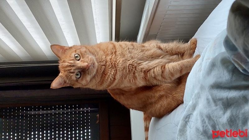 American Shorthair, Kedi  ARES fotoğrafı