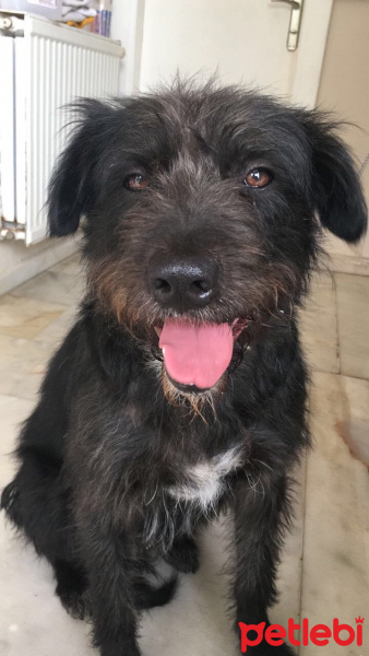 Poodle(Standart Kaniş), Köpek  Zeytin fotoğrafı