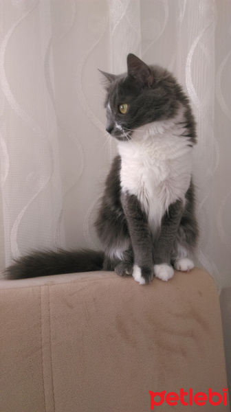 Maine Coon, Kedi  Pamuk fotoğrafı