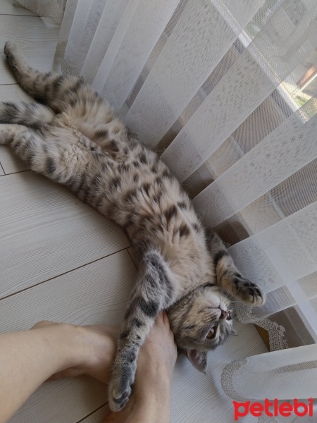 British Shorthair, Kedi  Duman fotoğrafı