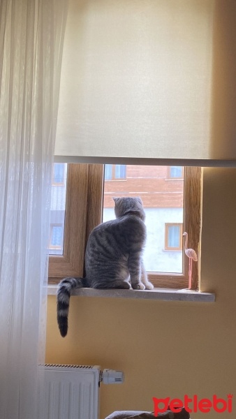 British Shorthair, Kedi  Duman fotoğrafı