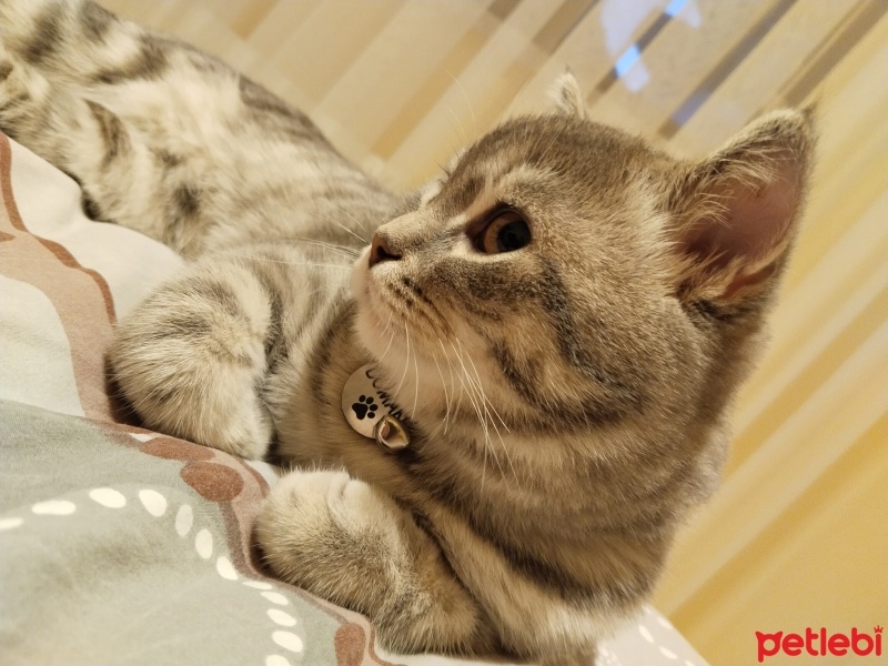 British Shorthair, Kedi  Duman fotoğrafı
