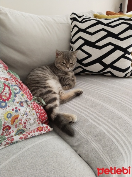 British Shorthair, Kedi  Duman fotoğrafı