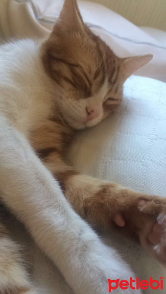 Tekir Kedi, Kedi  Obi-Wan fotoğrafı