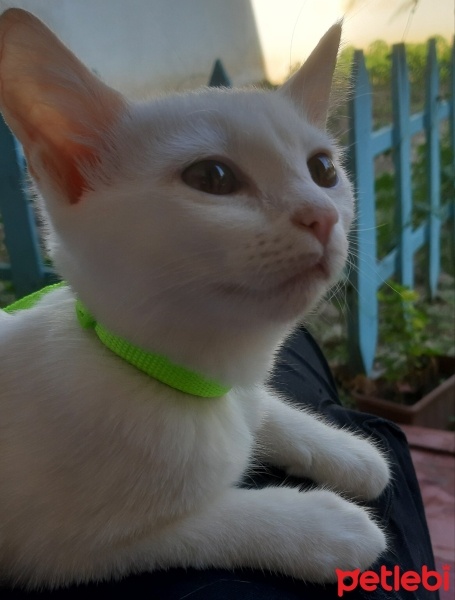 Ankara Kedisi, Kedi  Luna fotoğrafı