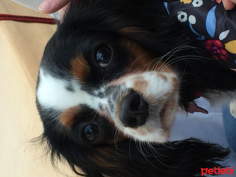 King Charles Spaniel, Köpek  Olive fotoğrafı