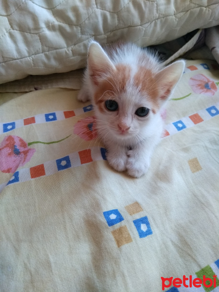 Tekir Kedi, Kedi  Eowyn fotoğrafı