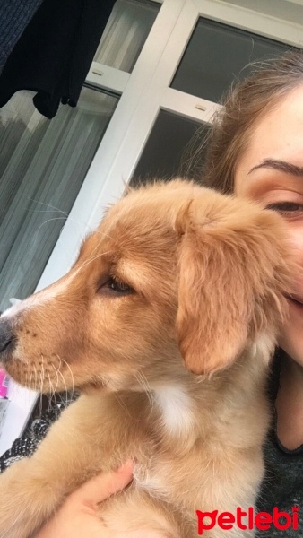 Golden Retriever, Köpek  Tarçın fotoğrafı