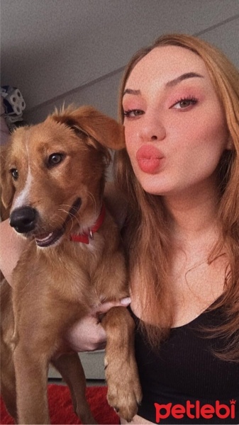 Golden Retriever, Köpek  Tarçın fotoğrafı