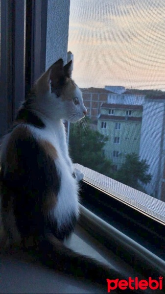 Tekir Kedi, Kedi  Tarçın fotoğrafı